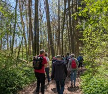 Flechten und Kiefernwälder