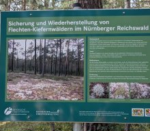 Flechten und Kiefernwälder