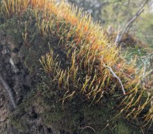 Flechten und Kiefernwälder