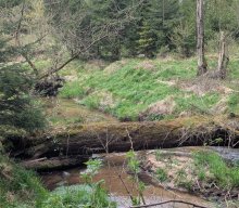 Flechten und Kiefernwälder