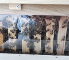 Bienen